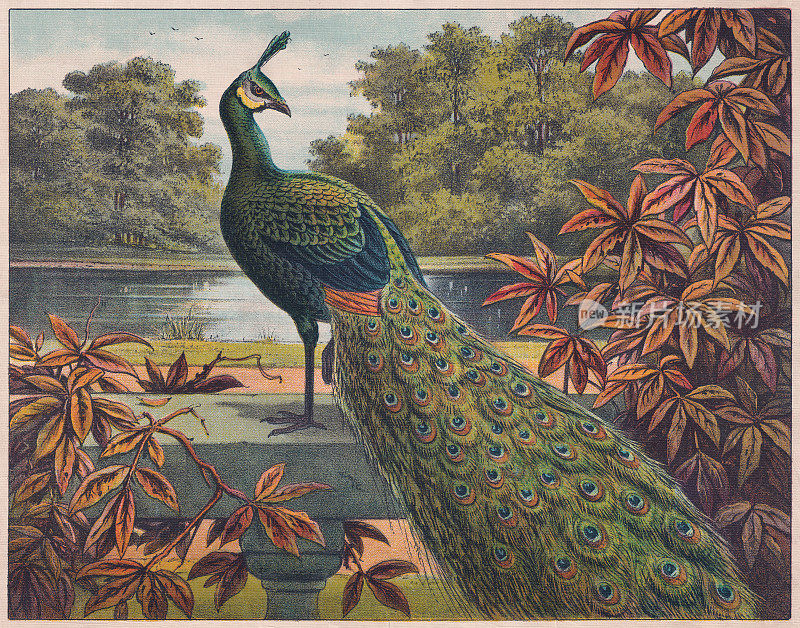 印度孔雀(Pavo cristatus)，彩印，大约1898年出版